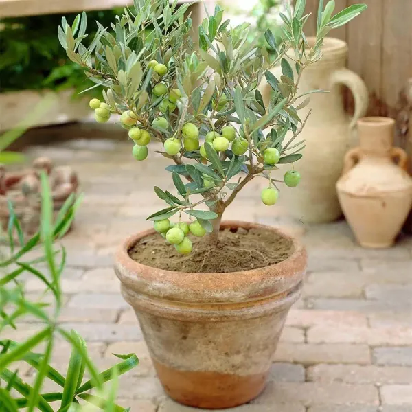 Ojaitun_Fruit_Air_Layering_Grafted_Plants_Tree_1_5_3_Feet_Size