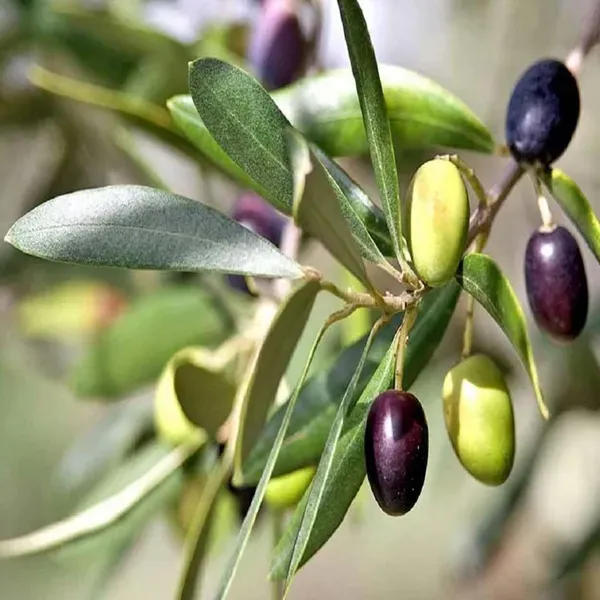 Ojaitun_Fruit_Air_Layering_Grafted_Plants_Tree_1_5_3_Feet_Size