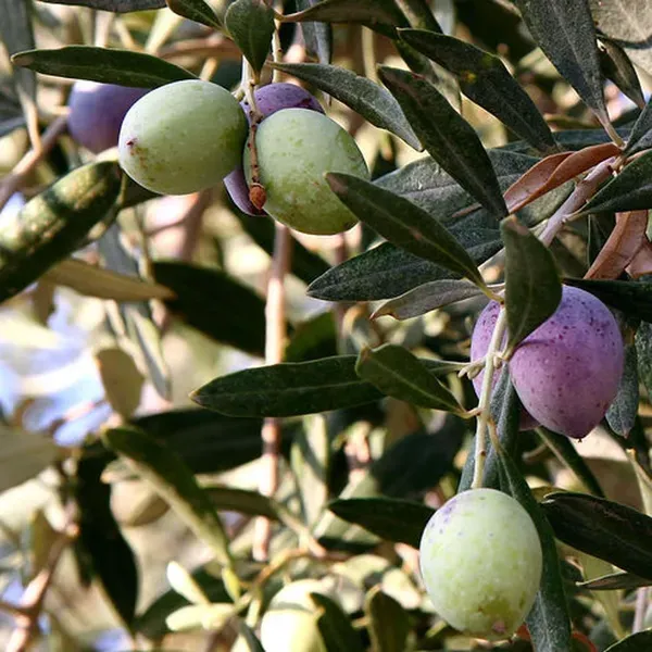 Ojaitun_Fruit_Air_Layering_Grafted_Plants_Tree_1_5_3_Feet_Size