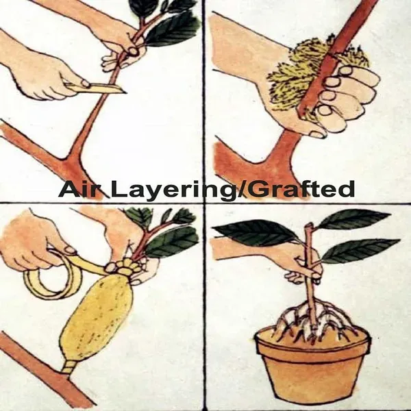Ojaitun_Fruit_Air_Layering_Grafted_Plants_Tree_1_5_3_Feet_Size