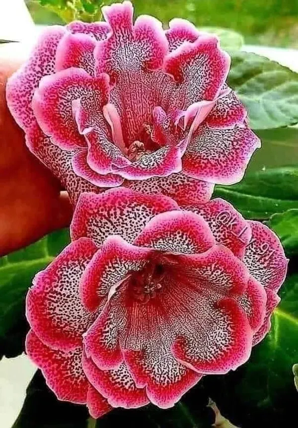 Hybrid_Rosey_Verity_Adenium_Grafted_Flowers_Plant