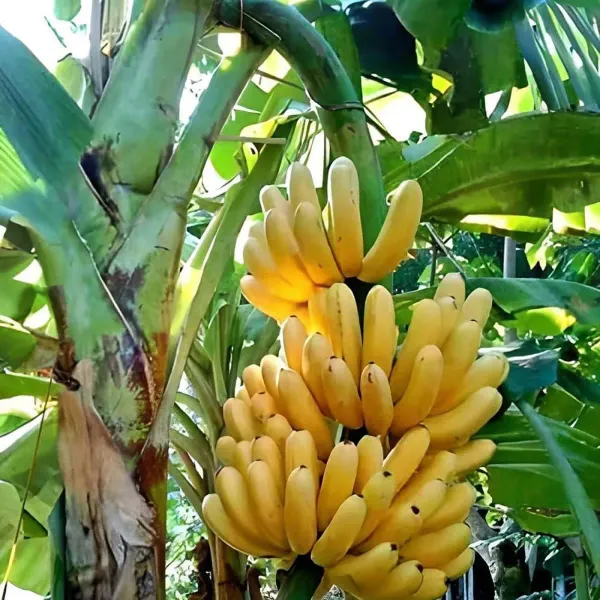 Singapuri_Banana_Tissue_Caltured_Fruit_Plants_Tree_1_2_Feet_Size