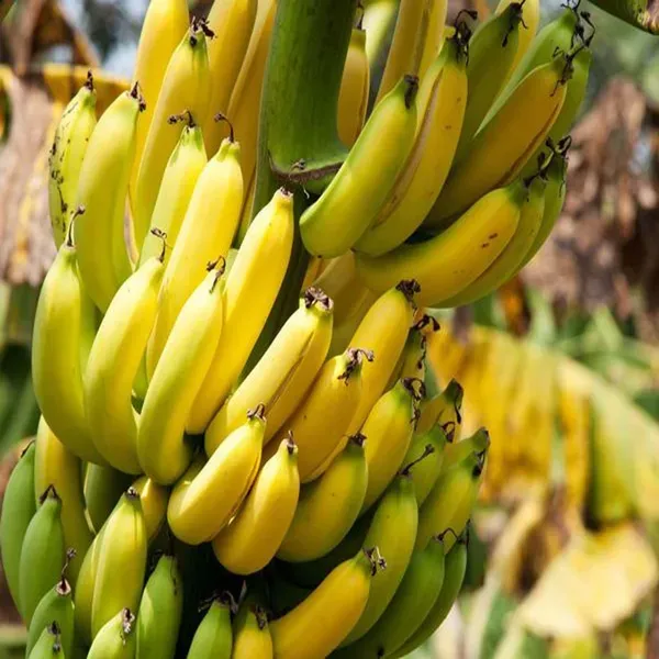 Singapuri_Banana_Tissue_Caltured_Fruit_Plants_Tree_1_2_Feet_Size
