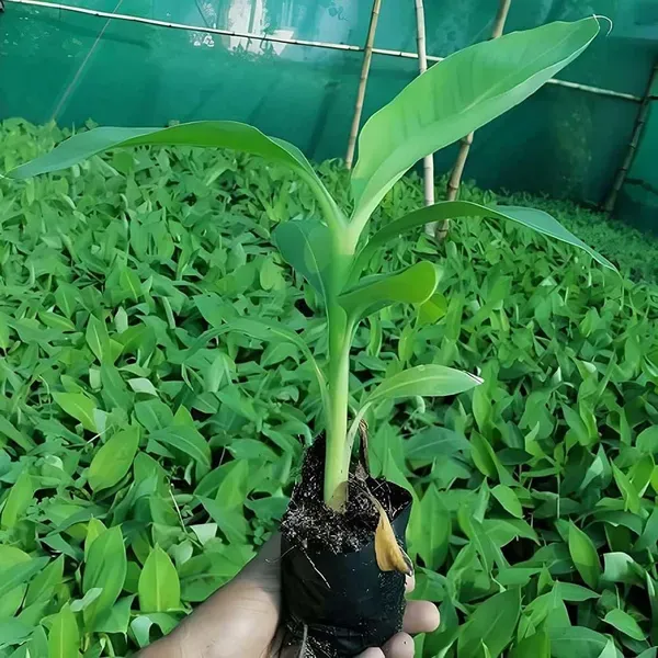 Singapuri_Banana_Tissue_Caltured_Fruit_Plants_Tree_1_2_Feet_Size