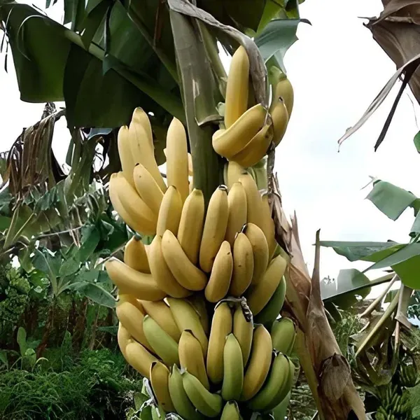 Singapuri_Banana_Tissue_Caltured_Fruit_Plants_Tree_1_2_Feet_Size