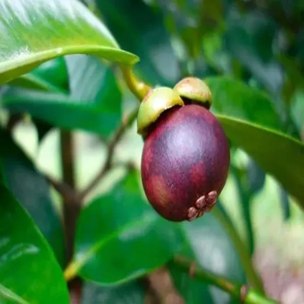 Mangosteen_Fruit_Plants_Tree_1_3_Feet_Size