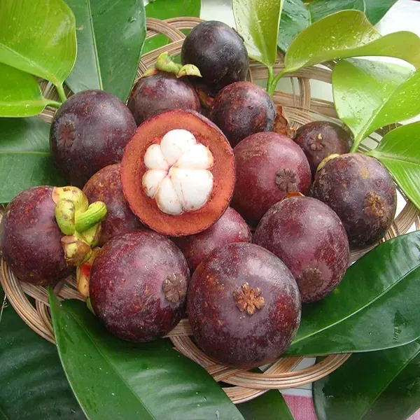 Mangosteen_Fruit_Plants_Tree_1_3_Feet_Size