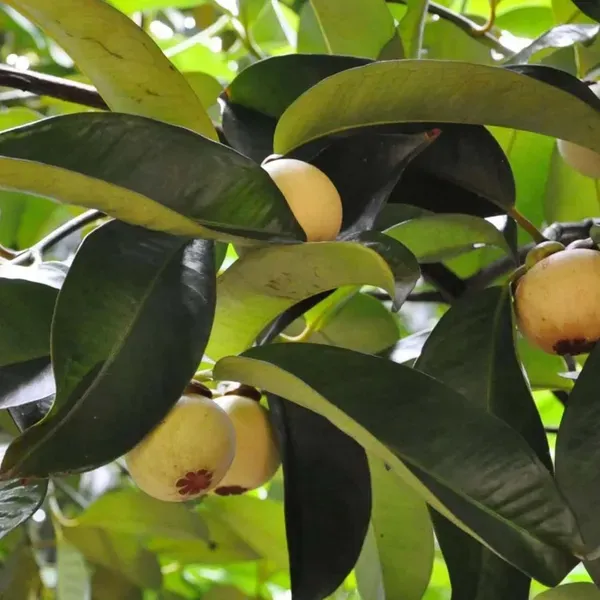Mangosteen_Fruit_Plants_Tree_1_3_Feet_Size