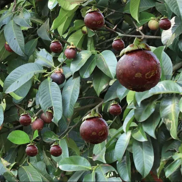 Mangosteen_Fruit_Plants_Tree_1_3_Feet_Size