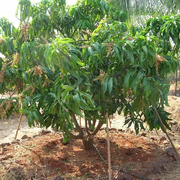 Alphonso_Hapus_Mango_Grafted_Aam_Fruit_Plants_Tree_1_5_3_Feet_Size