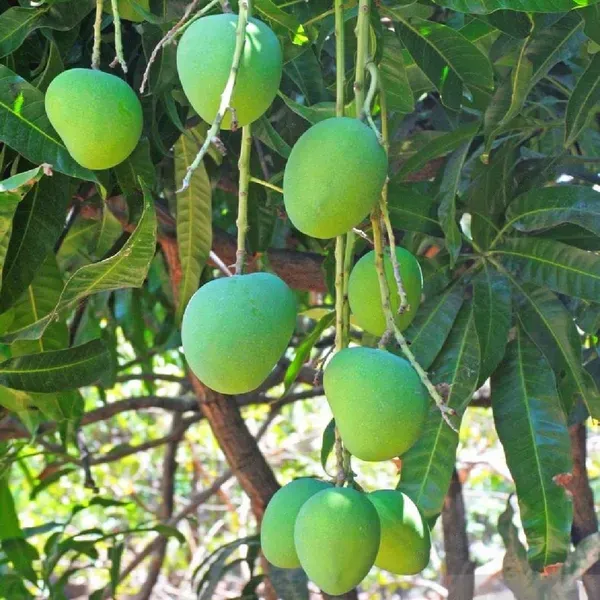 Alphonso_Hapus_Mango_Grafted_Aam_Fruit_Plants_Tree_1_5_3_Feet_Size