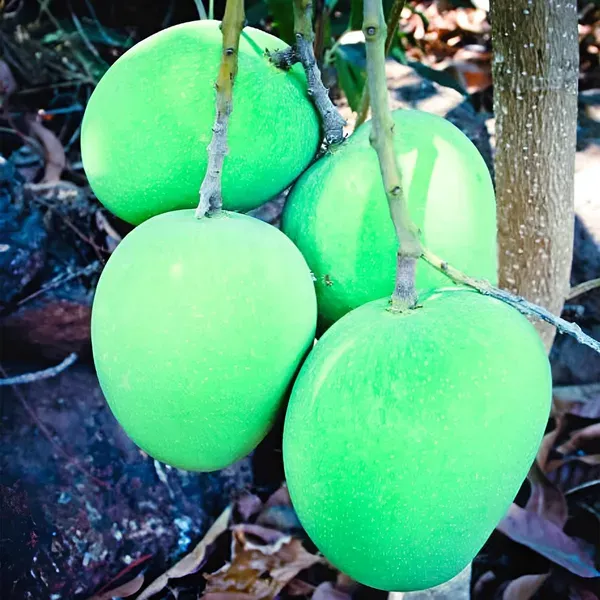 Alphonso_Hapus_Mango_Grafted_Aam_Fruit_Plants_Tree_1_5_3_Feet_Size
