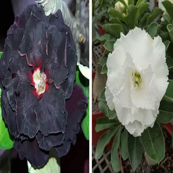 Adenium_Grafted_Flowers_Plant_Pack_Of_2