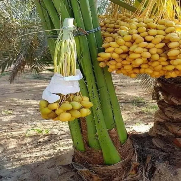 Deglet_Noor_Dates_Palm_Khurma_Khajoor_Arabian_Dwarf_Fruit_Plants_Tree_1_5