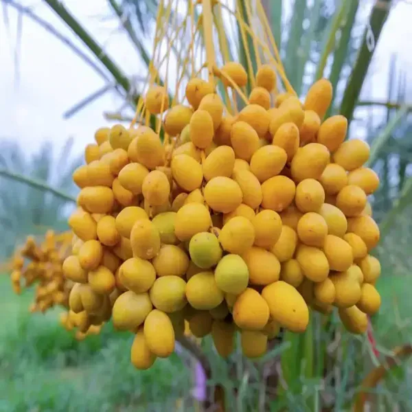 Deglet_Noor_Dates_Palm_Khurma_Khajoor_Arabian_Dwarf_Fruit_Plants_Tree_1_5