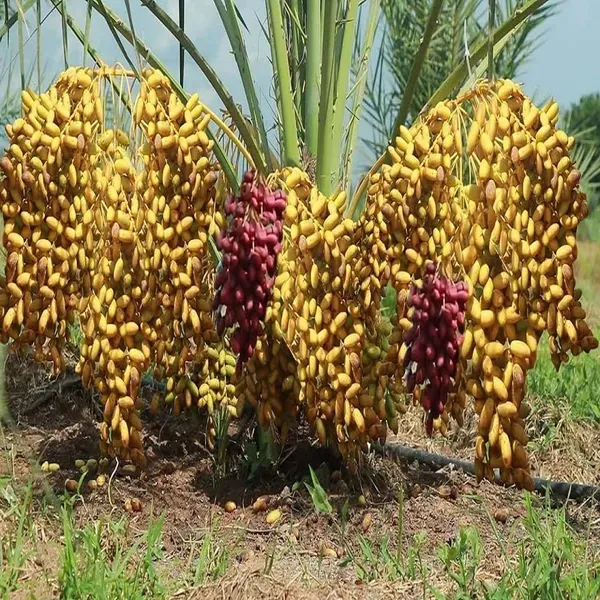Deglet_Noor_Dates_Palm_Khurma_Khajoor_Arabian_Dwarf_Fruit_Plants_Tree_1_5