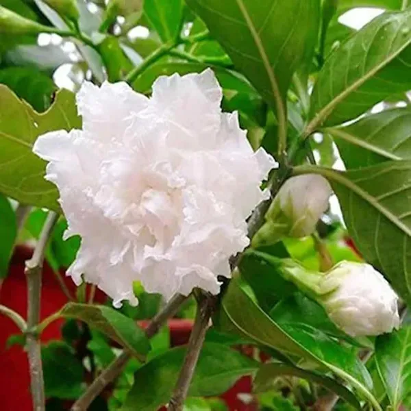 Double_Petal_Tagar_Chandni_Crepe_Jasmine_Flower_Shrubs_Plants_Tree_1_2_Fe