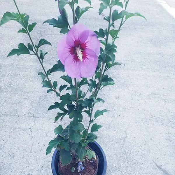 Purple_Colour_Hibiscus_Joba_Gudhal_Flower_Plants_Tree_1_2_Feet_Size