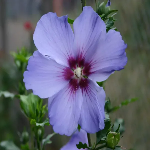 Purple_Colour_Hibiscus_Joba_Gudhal_Flower_Plants_Tree_1_2_Feet_Size