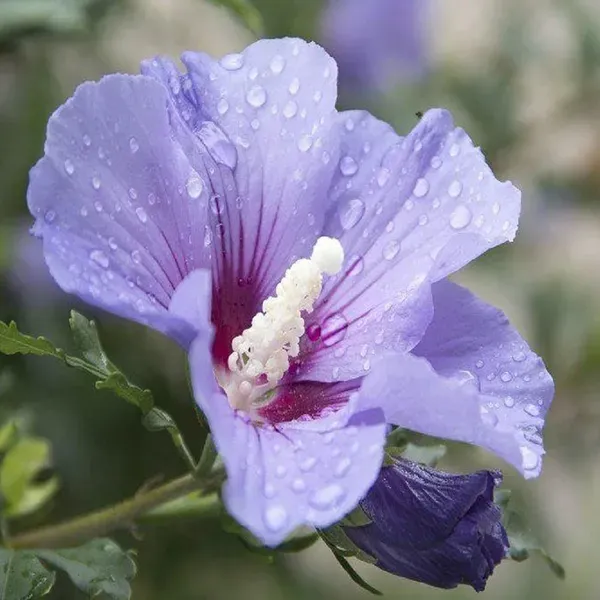 Purple_Colour_Hibiscus_Joba_Gudhal_Flower_Plants_Tree_1_2_Feet_Size