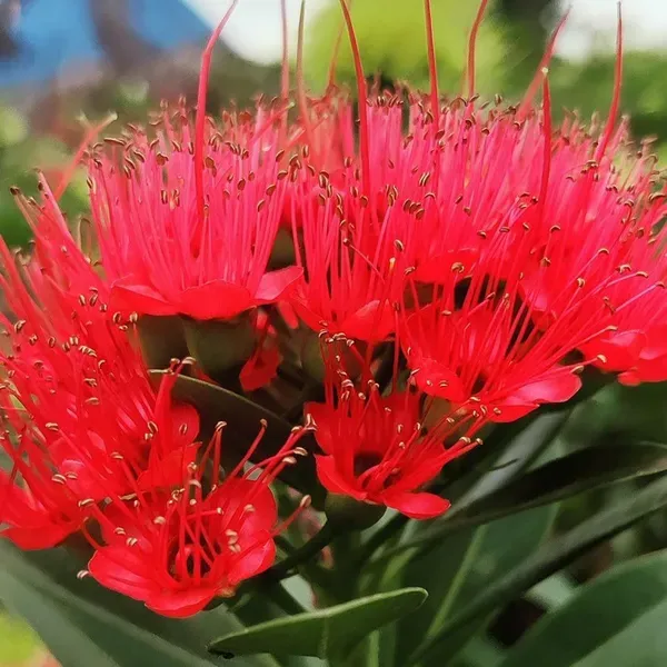 Red_Colour_Fast_Love_Flower_Plants_Tree_1_2_Feet_Size