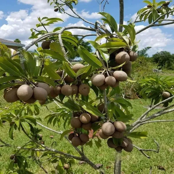 Thai_Kalipatti_Chikoo_Sapota_Grafted_Fruit_Plants_Tree_1_5_3_Feet_Size