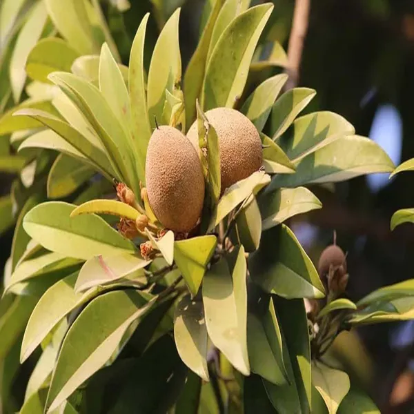 Thai_Kalipatti_Chikoo_Sapota_Grafted_Fruit_Plants_Tree_1_5_3_Feet_Size