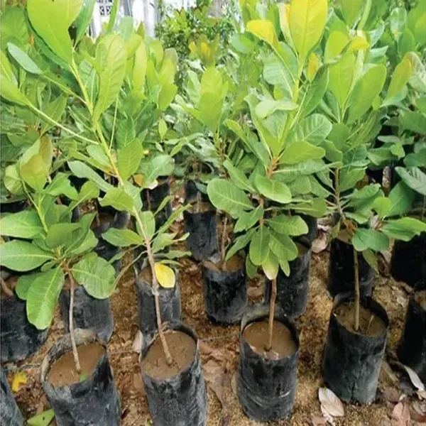 Vengurla_7_Cashew_Grafted_Nut_Kaju_Fruit_Plants_Tree_1_5_3_Feet_Size
