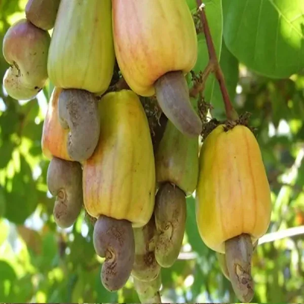 Vengurla_7_Cashew_Grafted_Nut_Kaju_Fruit_Plants_Tree_1_5_3_Feet_Size