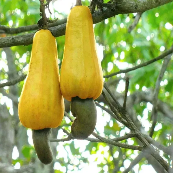 Vengurla_7_Cashew_Grafted_Nut_Kaju_Fruit_Plants_Tree_1_5_3_Feet_Size