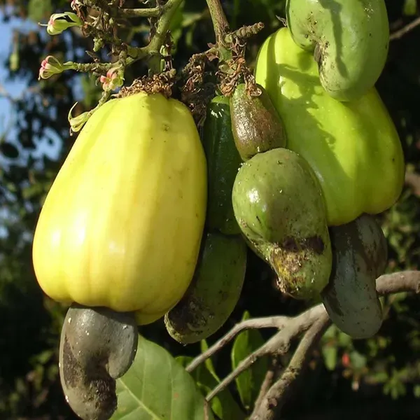 Vengurla_7_Cashew_Grafted_Nut_Kaju_Fruit_Plants_Tree_1_5_3_Feet_Size