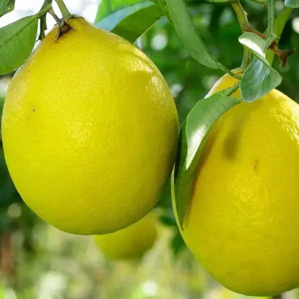 Big_Size_Ball_Pati_Lemon_Nimbu_Fruit_Air_Layering_Grafted_Plants_Tree_1