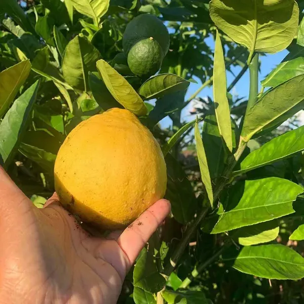 Big_Size_Ball_Pati_Lemon_Nimbu_Fruit_Air_Layering_Grafted_Plants_Tree_1