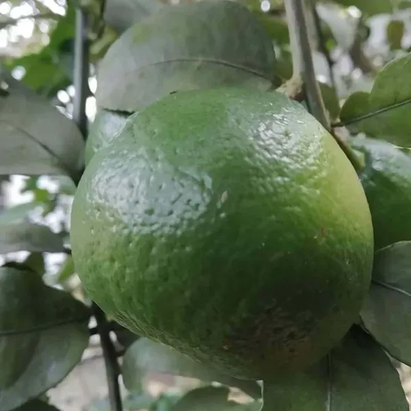 Big_Size_Ball_Pati_Lemon_Nimbu_Fruit_Air_Layering_Grafted_Plants_Tree_1