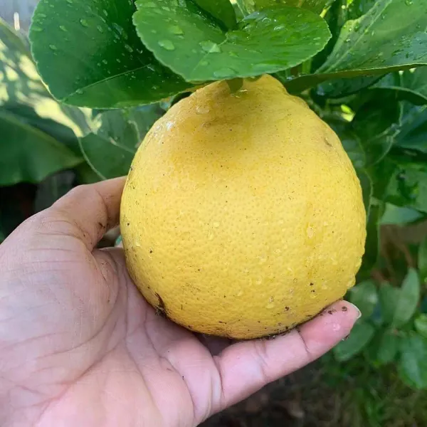 Big_Size_Ball_Pati_Lemon_Nimbu_Fruit_Air_Layering_Grafted_Plants_Tree_1
