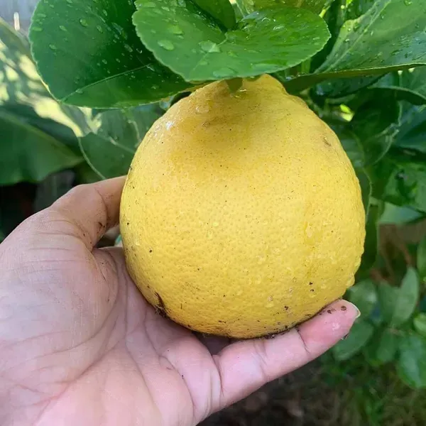Big_Size_Ball_Pati_Lemon_Nimbu_Fruit_Air_Layering_Grafted_Plants_Tree_1