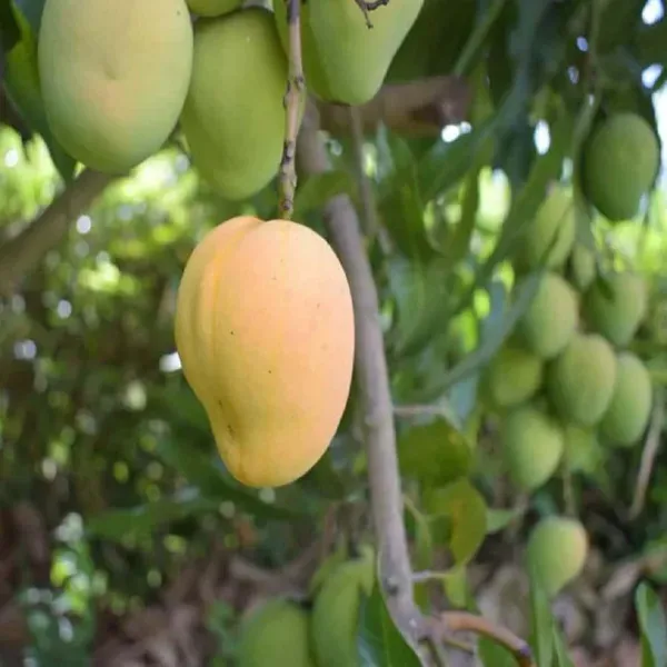 Kohitur_Mango_Grafted_Aam_Fruit_Plants_Tree_1_5_3_Feet_Size