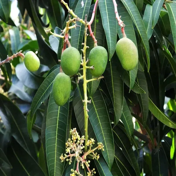 Kohitur_Mango_Grafted_Aam_Fruit_Plants_Tree_1_5_3_Feet_Size