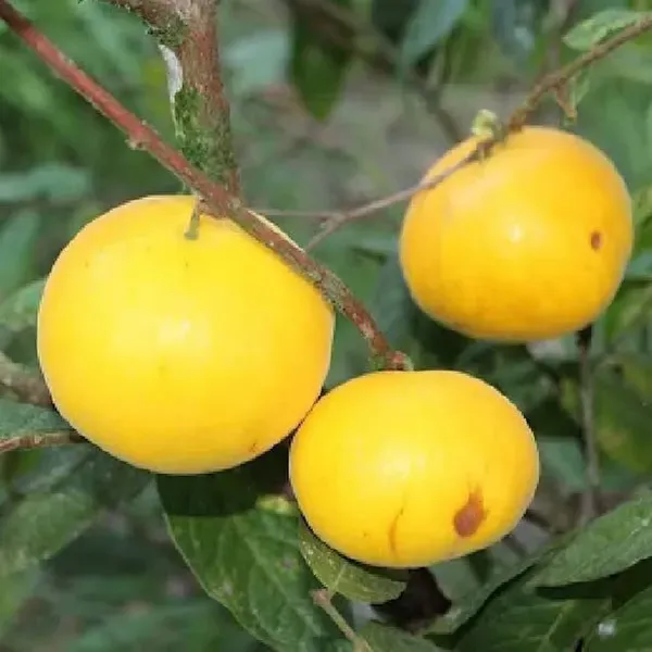 Araza_Boi_Fruit_Plants_Tree_1_5_3_Feet_Size