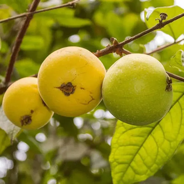 Araza_Boi_Fruit_Plants_Tree_1_5_3_Feet_Size