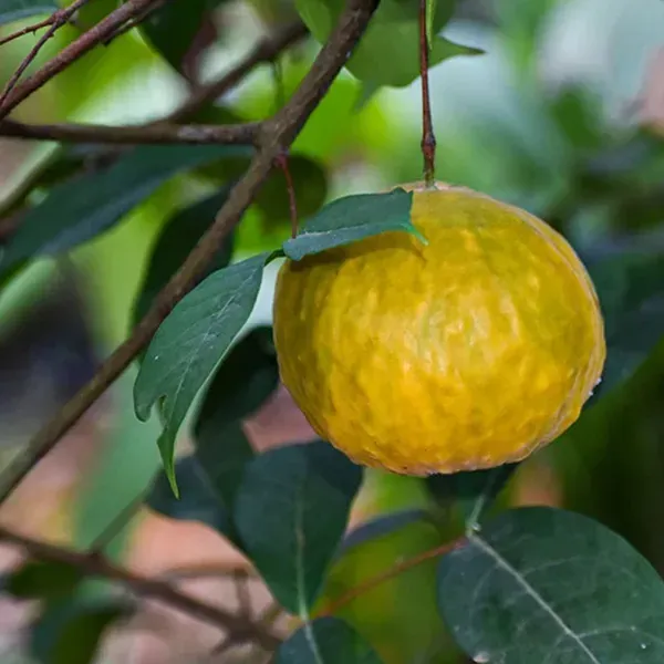 Araza_Boi_Fruit_Plants_Tree_1_5_3_Feet_Size