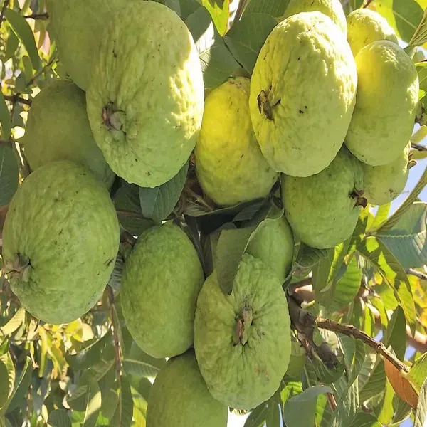 Super_Kiran_Thai_5_Guava_Amrood_Fruit_Air_Layering_Grafted_Plants_Tree