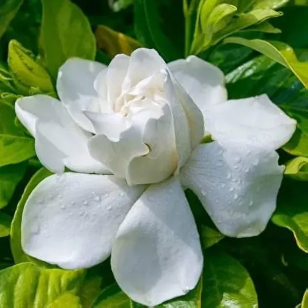 Gardenia_Gandharaj_Cape_Jasmine_Highly_Fragrant_Flower_Shrubs_Plants_Tree