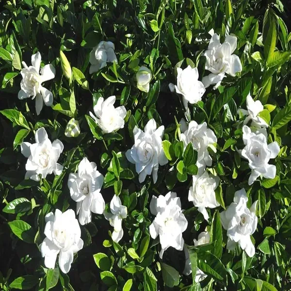 Gardenia_Gandharaj_Cape_Jasmine_Highly_Fragrant_Flower_Shrubs_Plants_Tree