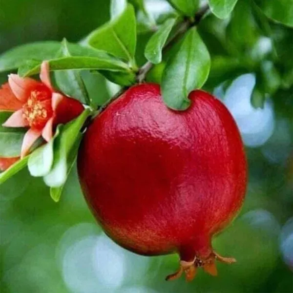 Israeli_Rimon_Pomegranate_Fruit_Air_Layering_Grafted_Anar_Plants_Tree_1
