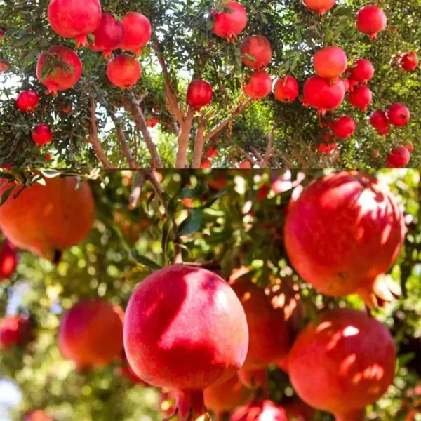 Israeli_Rimon_Pomegranate_Fruit_Air_Layering_Grafted_Anar_Plants_Tree_1