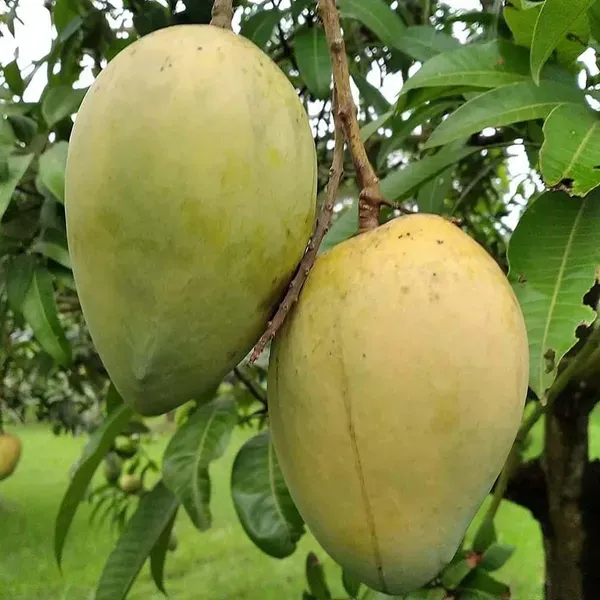 Bangladesh_Haribhanga_Mango_Grafted_Aam_Fruit_Plants_Tree_1_5_3_Feet_Size