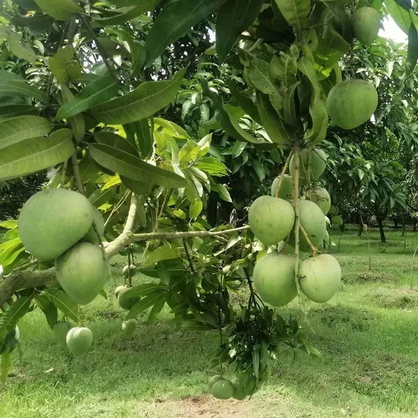 Bangladesh_Haribhanga_Mango_Grafted_Aam_Fruit_Plants_Tree_1_5_3_Feet_Size