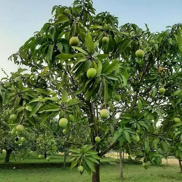 Bangladesh_Haribhanga_Mango_Grafted_Aam_Fruit_Plants_Tree_1_5_3_Feet_Size