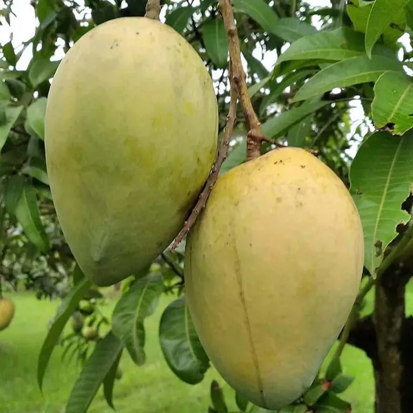Bangladesh_Haribhanga_Mango_Grafted_Aam_Fruit_Plants_Tree_1_5_3_Feet_Size